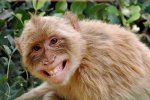 http://periodistasdelascalles.files.wordpress.com/2012/01/1325597459_smiling-animals-monkey.jpg?w=150